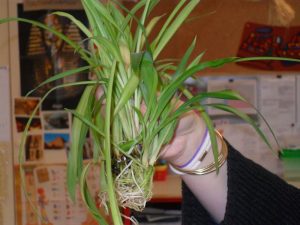 SAM_0338