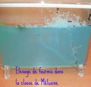 élevage