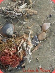 coquillages