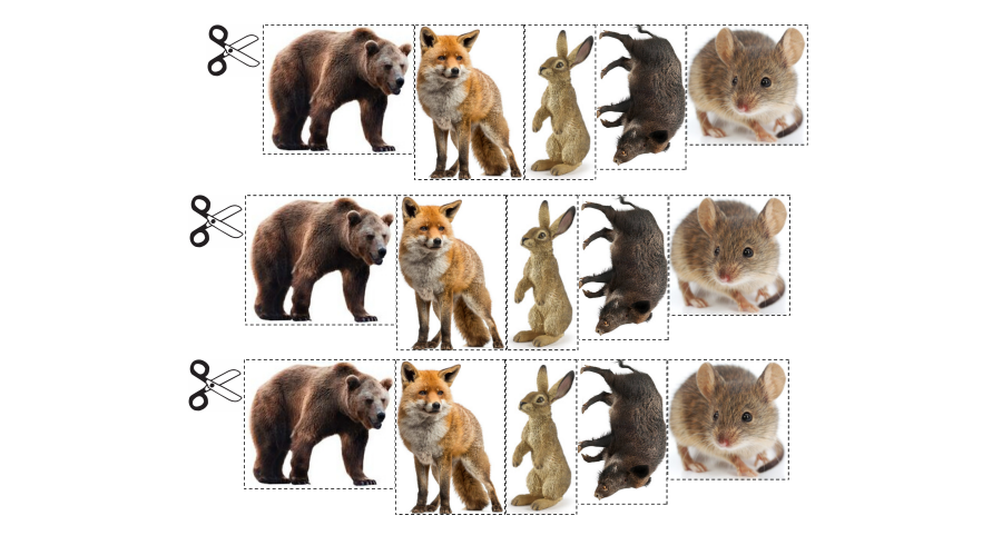 Les photos des animaux à associer aux personnages de la Moufle