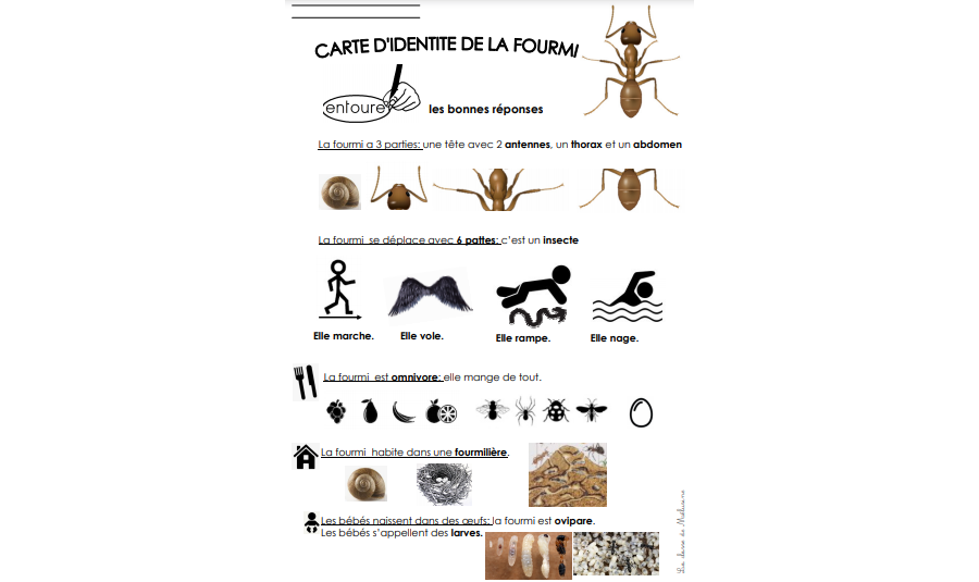 La carte d'identité de la fourmi et anatomie