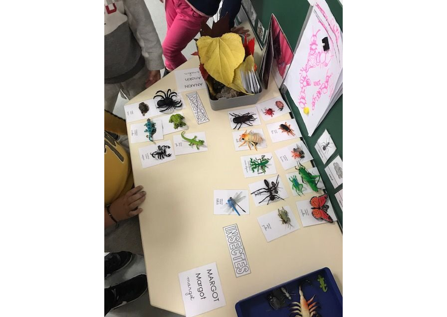 Les cartes de nomenclature sur les insectes et petites bêtes