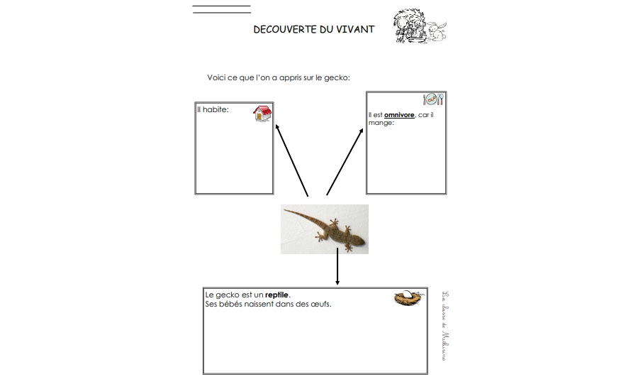 La carte d'identité du gecko à compléter