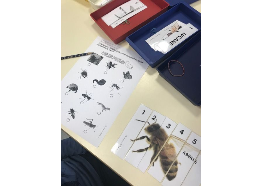 La feuille de route de l'atelier puzzles numériques d'insectes et petites bêtes